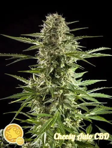 Auto Stilton CBD Feminised Cannabis Seeds | Philosopher Seeds