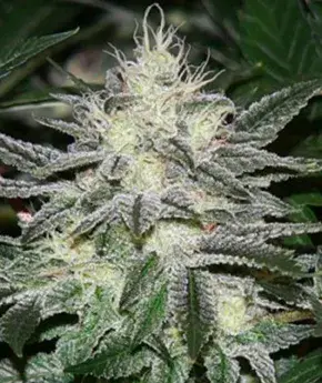 Chem Dawg Regular Cannabis Seeds | Apothecary Genetics Seeds