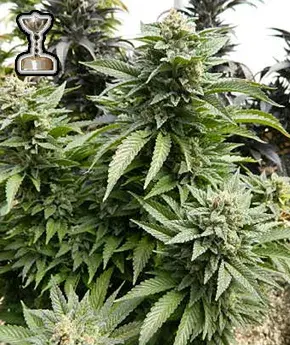 Chem 91 Regular Cannabis Seeds | Apothecary Genetics Seeds