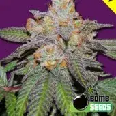Bomb Seeds Cherry Bomb Auto Feminised  Cannabis Seeds For Sale