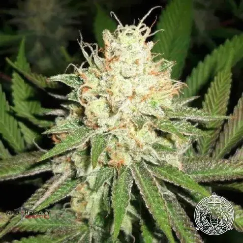 Cherry OG Regular Cannabis Seeds | Apothecary Genetics Seeds