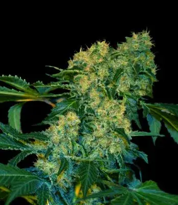 Chingis Khan Feminised Cannabis Seeds