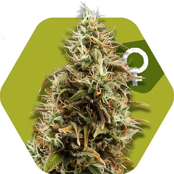 Choco Candy Feminised Cannabis Seeds | Zambeza Seeds