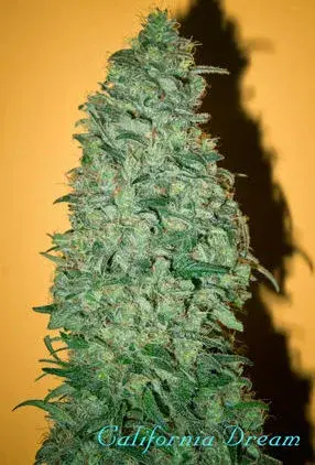 Chill-OM Regular Cannabis Seeds
