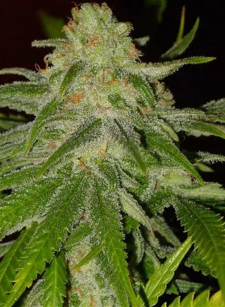 Cinderella 99 Feminised Cannabis Seeds | BC Bud Depot
