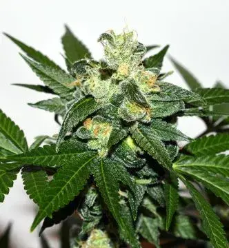 Citrus Paradisi Feminised Cannabis Seeds | Garden of Green