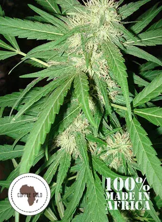 Coffee Gold Regular Cannabis Seeds | Seeds of Africa