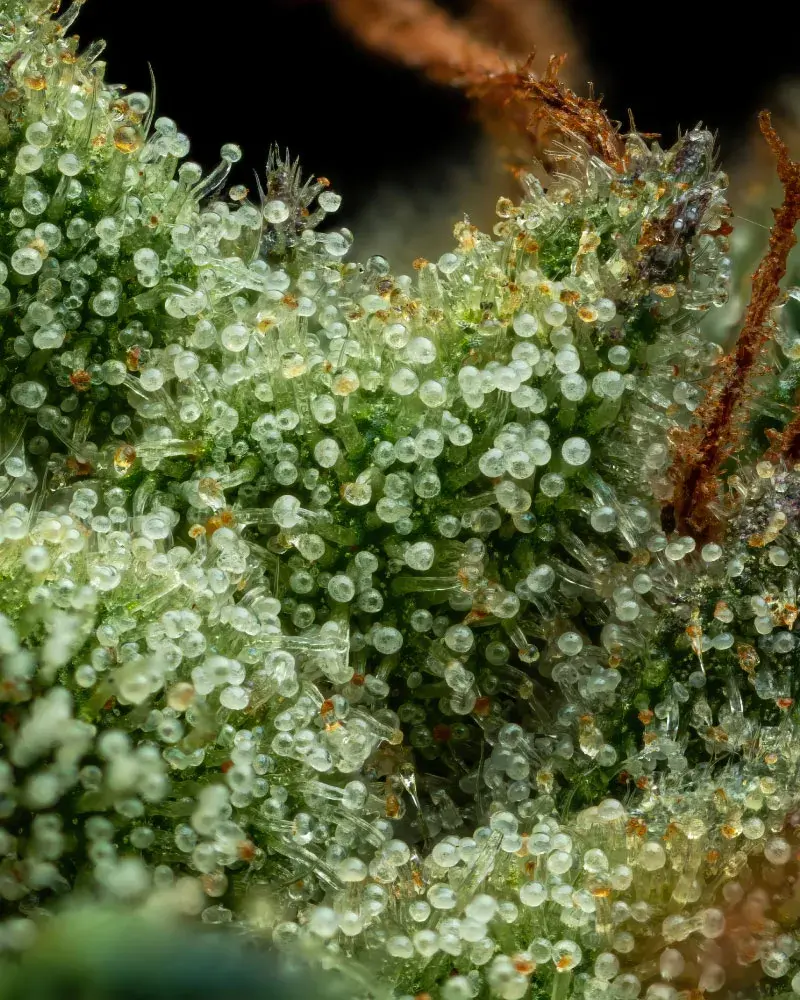 Slightly Stoopd Collie Man Kush Feminised Cannabis Seeds - Humboldt Seed Company