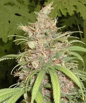 Congo x Nigerian Hash Plant Regular Cannabis Seeds | Apothecary Genetics Seeds 