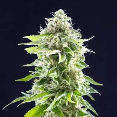 Cookies Haze Feminised Cannabis Seeds | Kannabia