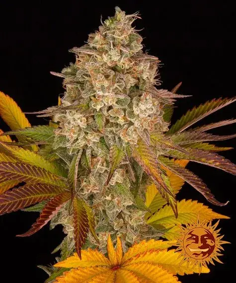 Cookies Kush Auto Feminised Cannabis Seeds | Barney's Farm .