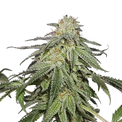 Cookies and Cream Auto Feminised Cannabis Seeds | Seed Stockers