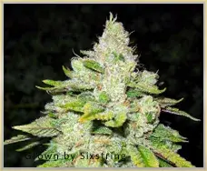 Gage Green Cornerstone Cannabis Seeds