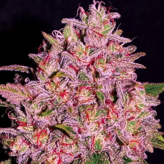 Empire Slurty Cannabis Seeds – Empire Seeds Bank.