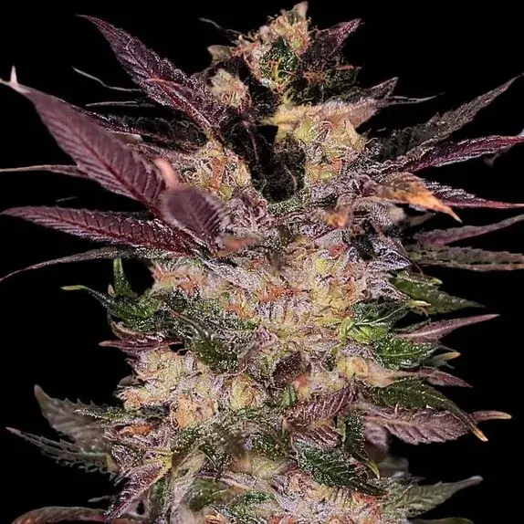 Empire Slapz Cannabis Seeds – Empire Seeds Bank.