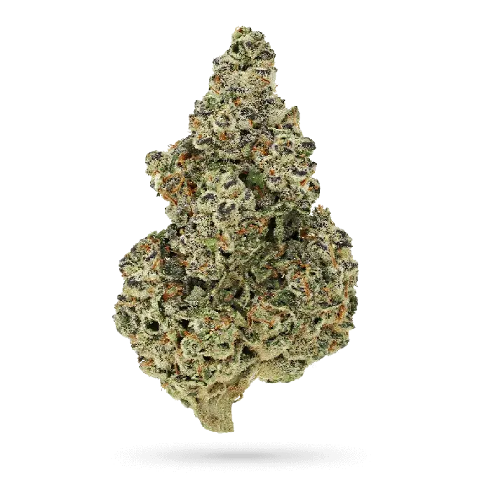 Crazy Roses FAST Feminised Cannabis Seeds - Growers Choice