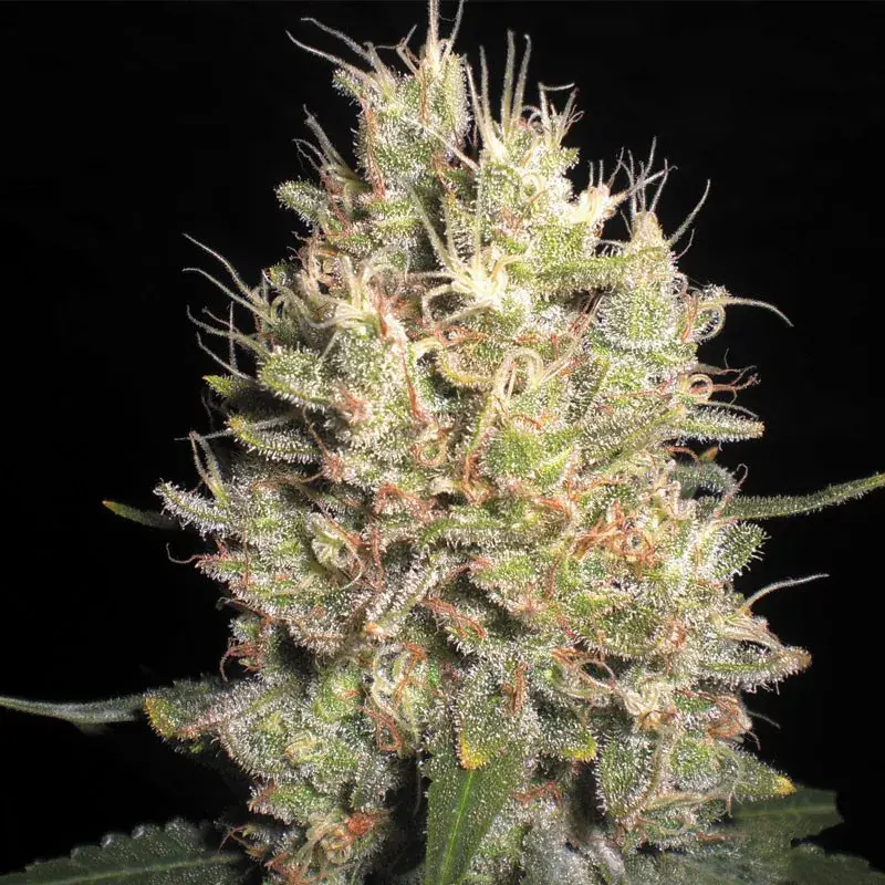 Crazy Miss Hyde Feminised Cannabis Seeds | Samsara Seeds