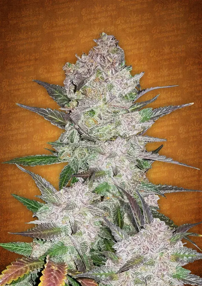 Cream Cookies Auto Feminised Cannabis Seeds | Fast Buds