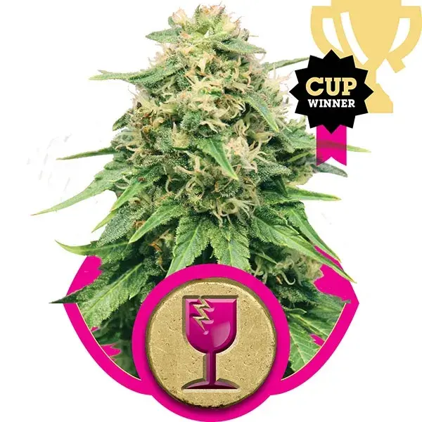 Critical Feminised Cannabis Seeds | Royal Queen Seeds