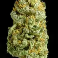 Critical Cheese Feminised Cannabis Seeds | Dinafem Seeds