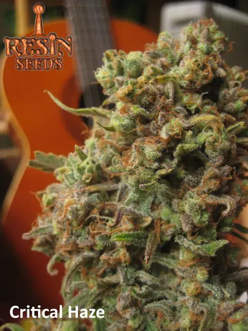 Critical Haze Feminised Cannabis Seeds | Resin Seeds