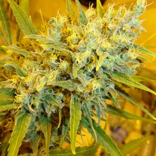 Critical Haze Regular Cannabis Seeds | Mr Nice Seeds