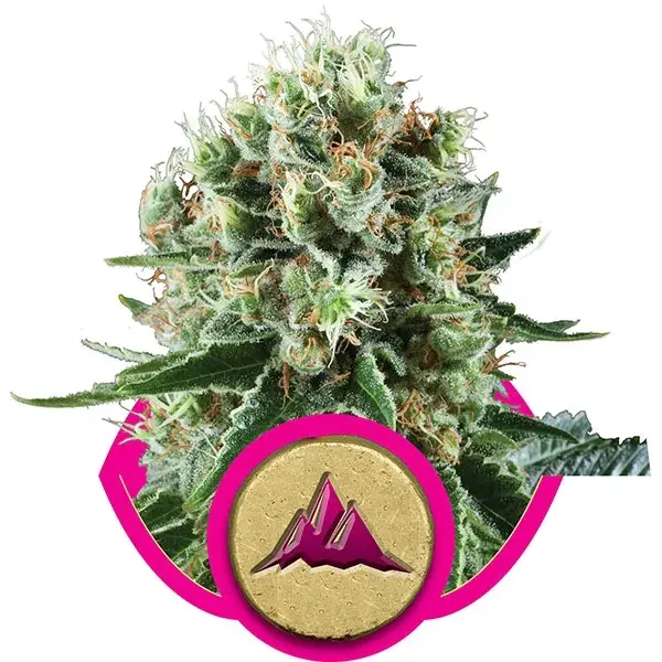 Critical Kush Feminised Cannabis Seeds | Royal Queen Seeds