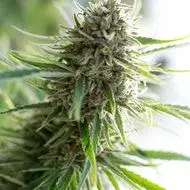 Critical Mass CBD Feminised Cannabis Seeds | Dinafem Seeds