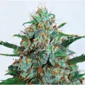 Critical Neville Haze Auto Feminised Cannabis Seeds | Delicious Seeds