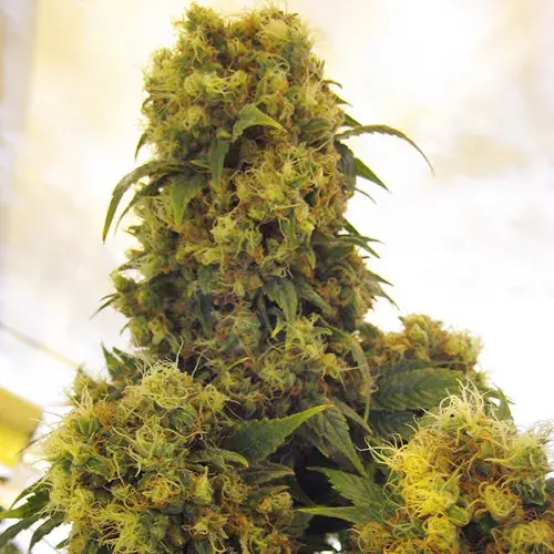 Critical Skunk Regular Cannabis Seeds | Mr Nice Seeds