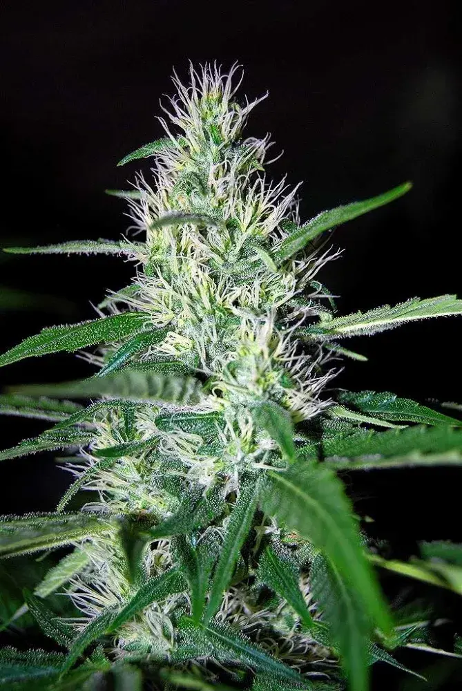 Critical Widow Regular Cannabis Seeds | Mr Nice Seeds
