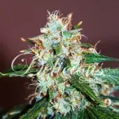 Critical Neville Haze Feminised Cannabis Seeds | Delicious Seeds