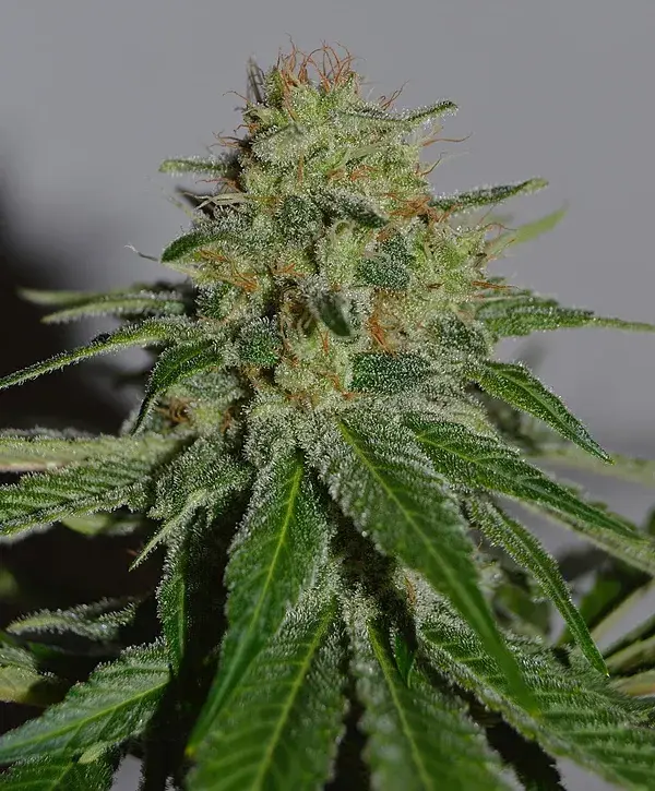 Crop Doctor Feminised Cannabis Seeds | Cream Of The Crop 