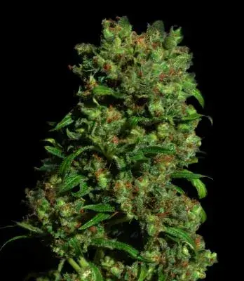 Critical VIP Feminised Cannabis Seeds
