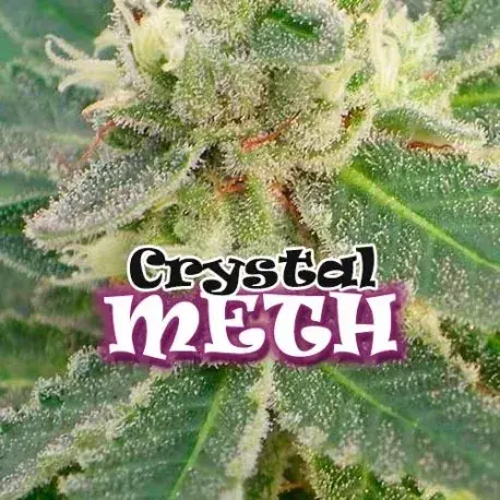 Crystal METH Feminised Cannabis Seeds | Dr Underground