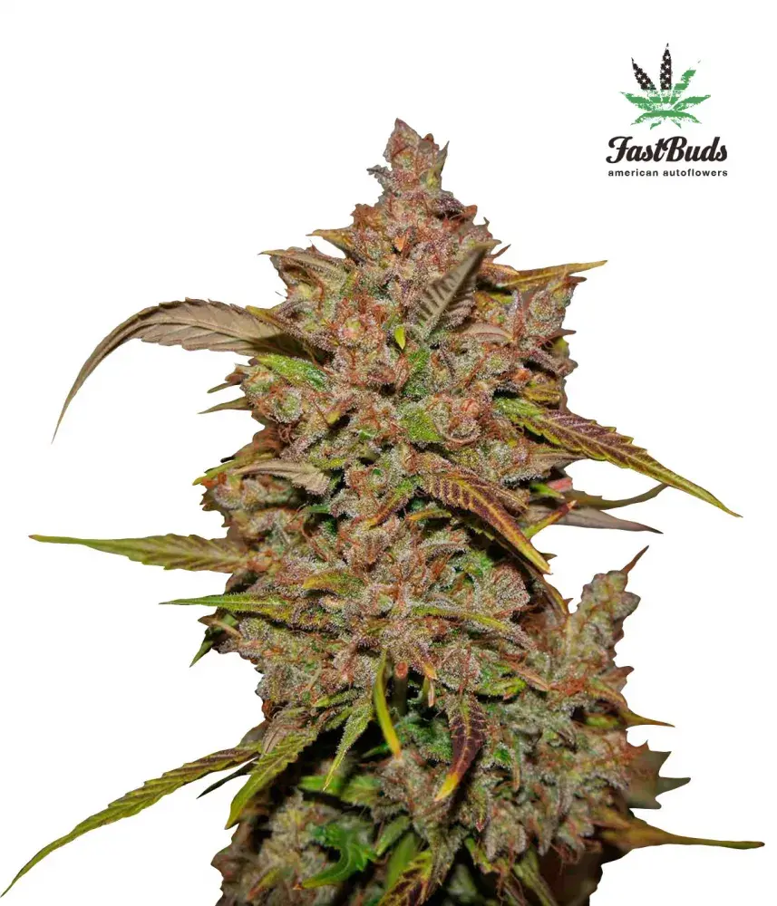 Crystal METH Auto Feminised Cannabis Seeds | Fast Buds