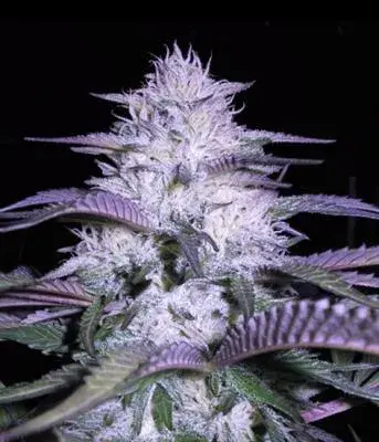 Currant Kush Feminised Cannabis Seeds