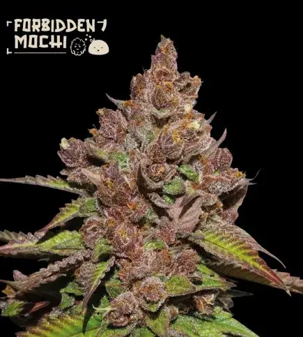 Forbidden Mochi Feminised Cannabis Seeds | Seed Stockers.