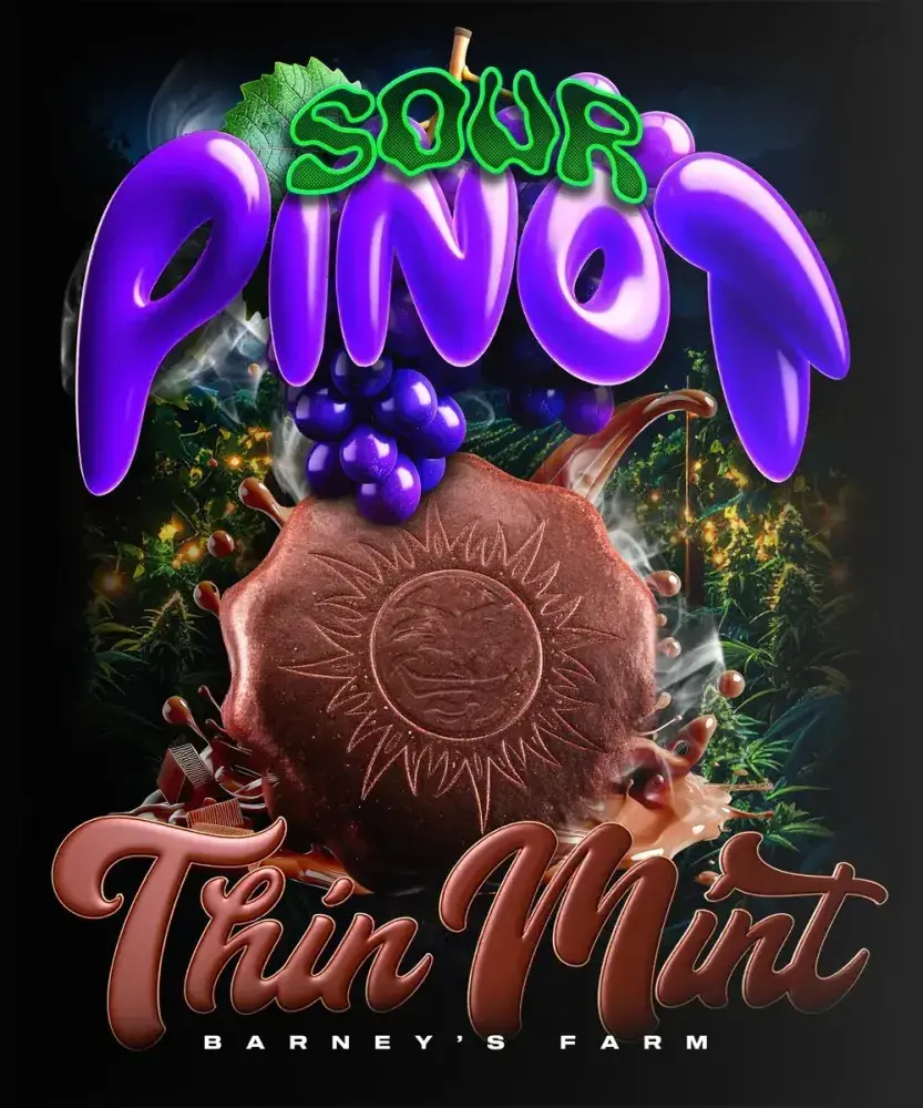 Thin Mint x Sour Pinot Auto Cannabis Seeds - Barneys Farm.