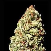 Dawg Brains Regular Cannabis Seeds | Delta 9 Labs