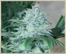 Gage Green Daybreaker Cannabis Seeds