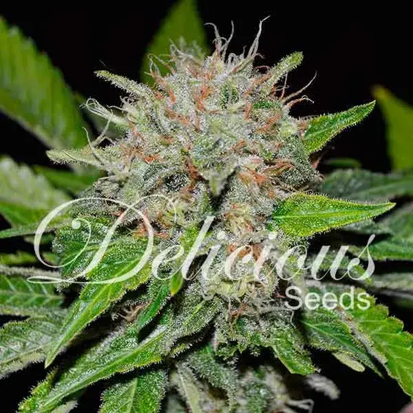 Deep Mandarine Feminised Cannabis Seeds | Delicious Seeds