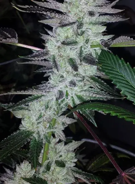 Deliquent OG Feminised Cannabis Seeds |  BC Bud Depot