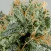Crystal Ryder Feminised Cannabis Seeds
