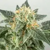  Widow Ryder  Feminised Cannabis Seeds