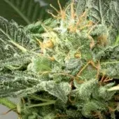 Fast Skunk Feminised Cannabis Seeds
