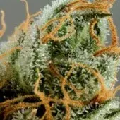  Intense Skunk Feminised Cannabis Seeds