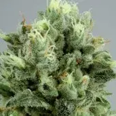  Lemon Bud Feminised Cannabis Seeds