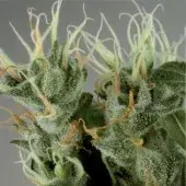 Shamanic Haze Feminised Cannabis Seeds