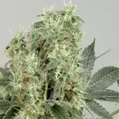  The Magician Feminised Cannabis Seeds
